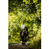 Woman riding a horse. Equestrian sport, leisure horse riding concept