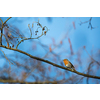 The European robin (Erithacus rubecula) known simply as the robin or robin redbreast