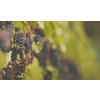 Ripe grapes on vine growing in vineyard at sunset time, selective focus, copy space. Vineyards grape at sunset in autumn harvest. Ripe red wine grapes.