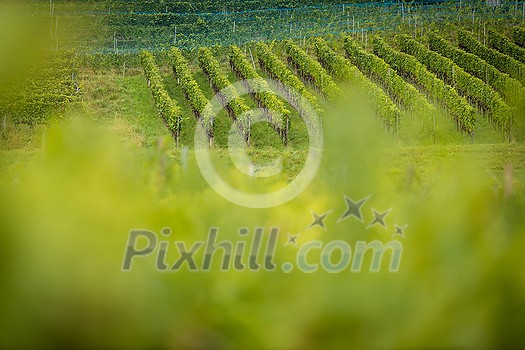 Vineyards at sunset time, selective focus, copy space. Vineyards landscape on a summer afternoon, aproaching the time of harvest. Vineyards at sunset time, selective focus, copy space. Vineyards landscape on a summer afternoon, aproaching the time of harvest.