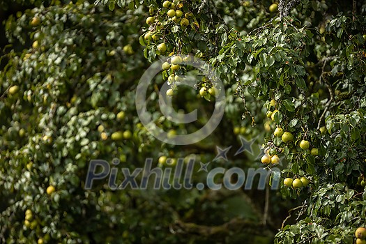 Ripe juicy pears on a tree in a lovely orchard Ripe juicy pears on a tree in a lovely orchard