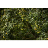 Ripe juicy pears on a tree in a lovely orchard