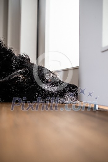 A sad looking dog is waiting for his master to stop working and take him for a walk. A large breed dog looks sad and lonely at home.