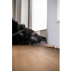 A sad looking dog is waiting for his master to stop working and take him for a walk. A large breed dog looks sad and lonely at home.