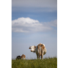 Cows grazing on a lovely green pasture