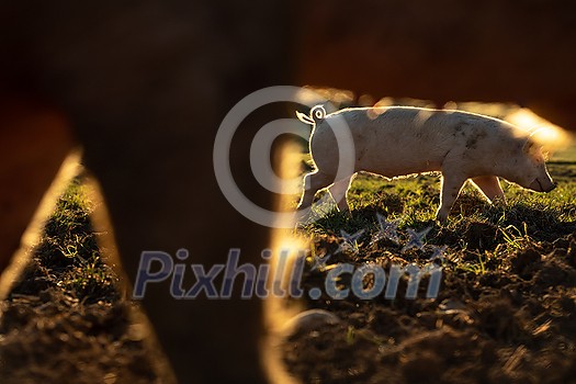 Pigs eating on a meadow in an organic meat farm Pigs eating on a meadow in an organic meat farm