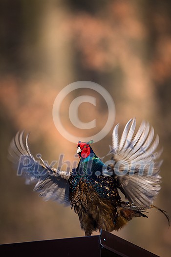 Common pheasant (Phasianus colchicus) in the grass. Male pheasant during courtship with outstretched wings Common pheasant (Phasianus colchicus) in the grass. Male pheasant during courtship with outstretched wings