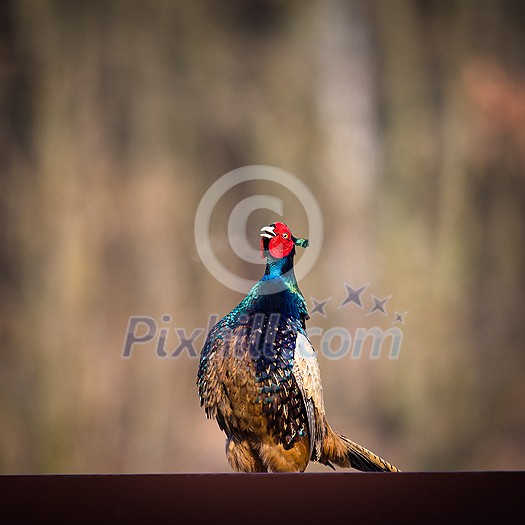 Common pheasant (Phasianus colchicus) in the grass. Male pheasant during courtship with outstretched wings Common pheasant (Phasianus colchicus) in the grass. Male pheasant during courtship with outstretched wings
