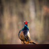 Common pheasant (Phasianus colchicus) in the grass. Male  pheasant during courtship with outstretched wings