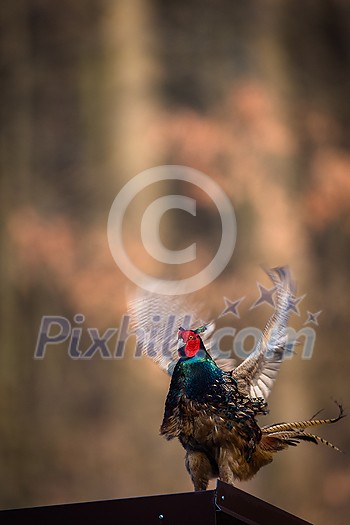 Common pheasant (Phasianus colchicus) in the grass. Male pheasant during courtship with outstretched wings Common pheasant (Phasianus colchicus) in the grass. Male pheasant during courtship with outstretched wings