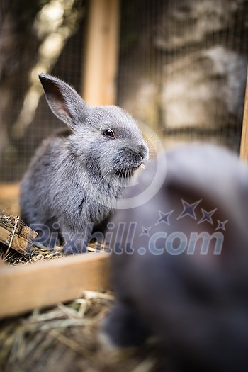 Cute baby rabbits in a farm Cute baby rabbits in a farm