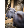 Cute baby rabbits in a farm