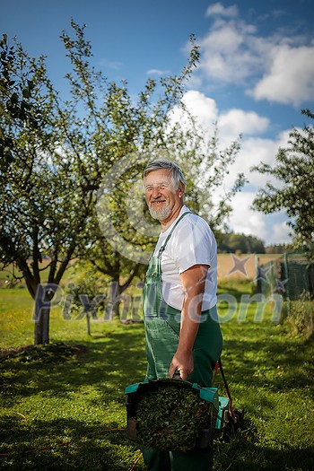 Senior gardenr gardening in his permaculture garden Senior gardenr gardening in his permaculture garden