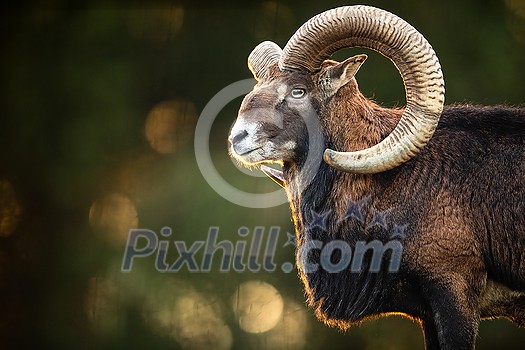 Big Mufflon Bucks, standing in their habitatm european forest Big Mufflon Bucks, standing in their habitatm european forest