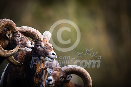 Big Mufflon Bucks, standing in their habitatm european forest Big Mufflon Bucks, standing in their habitatm european forest