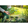 Senior gardener gardening in his permaculture garden -  holding a splendid Savoy Cabbage head