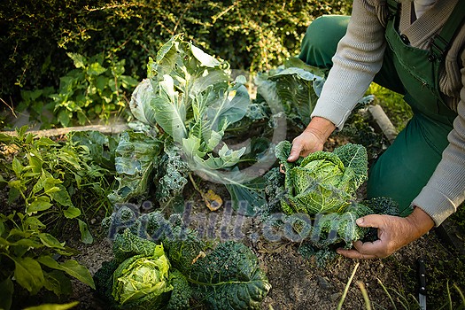 Senior gardener gardening in his permaculture garden - holding a splendid Savoy Cabbage head Senior gardener gardening in his permaculture garden - holding a splendid Savoy Cabbage head