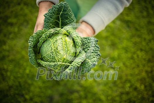 Senior gardener gardening in his permaculture garden - holding a splendid Savoy Cabbage head Senior gardener gardening in his permaculture garden - holding a splendid Savoy Cabbage head