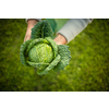 Senior gardener gardening in his permaculture garden -  holding a splendid Savoy Cabbage head