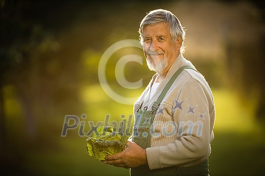 Senior gardener gardening in his permaculture garden -  holding a splendid Savoy Cabbage head