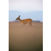 Wild roe deer (Capreolus capreolus) at dusk