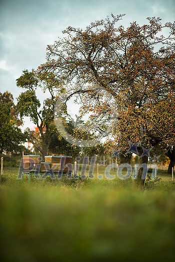 Lovely beehives amid splendid orchard Lovely beehives amid splendid orchard