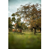 Lovely beehives amid splendid orchard