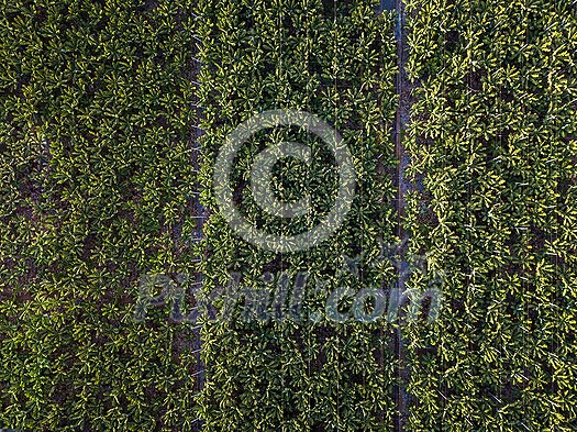 Banana plantation - Banana trees in the garden by the sea, Tenerife, The Canary Islands - Aerial Image Banana plantation - Banana trees in the garden by the sea, Tenerife, The Canary Islands - Aerial Image