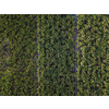 Banana plantation - Banana trees in the garden by the sea, Tenerife, The Canary Islands - Aerial Image