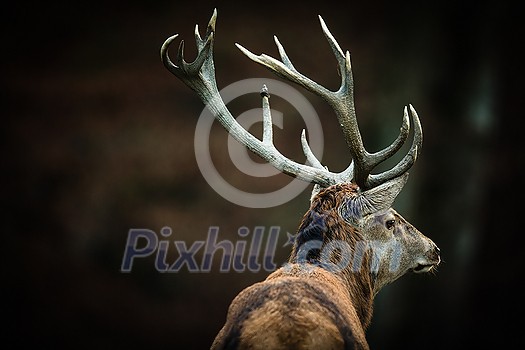 Red deer (Cervus elaphus) stag in its natural habitat Red deer (Cervus elaphus) stag in its natural habitat