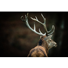 Red deer (Cervus elaphus) stag in its natural habitat
