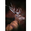 Winter wildlife landscape with noble deers Cervus Elaphus. Deer with large Horns with snow on the foreground and looking at camera. Natural habitat
