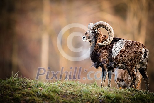 Big Mufflon Bucks, standing in their habitatm european forest Big Mufflon Bucks, standing in their habitatm european forest