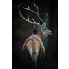 Red deer (Cervus elaphus) stag in its natural habitat