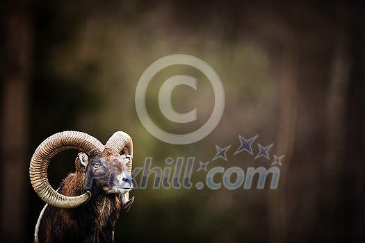 Big Mufflon Bucks, standing in their habitatm european forest Big Mufflon Bucks, standing in their habitatm european forest