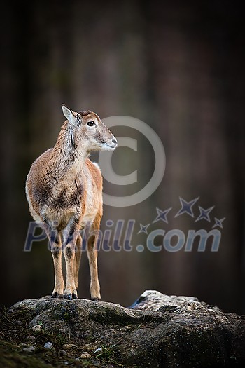 Big Mufflon Female, standing in its habitat - european forest Big Mufflon Female, standing in its habitat - european forest