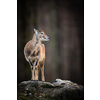 Big Mufflon Female, standing in its habitat -  european forest