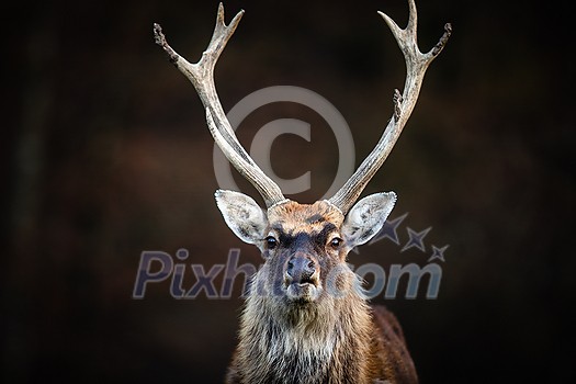Red deer (Cervus elaphus) stag in its natural habitat Red deer (Cervus elaphus) stag in its natural habitat