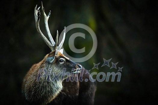 Red deer (Cervus elaphus) stag in its natural habitat Red deer (Cervus elaphus) stag in its natural habitat