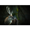 Red deer (Cervus elaphus) stag in its natural habitat