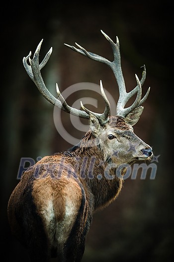Red deer (Cervus elaphus) stag in its natural habitat Red deer (Cervus elaphus) stag in its natural habitat