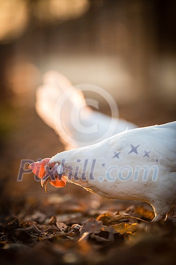 Hens in a farmyard (Gallus gallus domesticus) Hens in a farmyard (Gallus gallus domesticus)