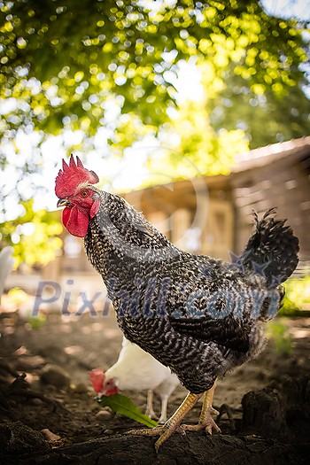 Rooster in the chicken coop. Domestic bird. Beautiful rooster. Agriculture. Chickens and roosters. Farm animals