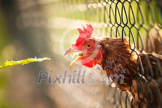 Hen in a farmyard (Gallus gallus domesticus) Hen in a farmyard (Gallus gallus domesticus)