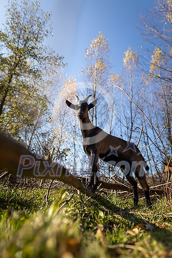 Cute goats on an organic farm, looking happy, grazing outdoors - respectful animal farming Cute goats on an organic farm, looking happy, grazing outdoors - respectful animal farming