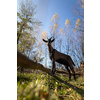 Cute goats on an organic farm, looking happy, grazing outdoors - respectful animal farming