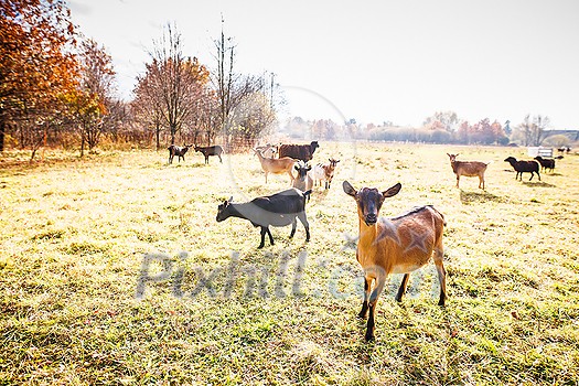 Cute goats on an organic farm, looking happy, grazing outdoors - respectful animal farming Cute goats on an organic farm, looking happy, grazing outdoors - respectful animal farming