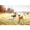 Cute goats on an organic farm, looking happy, grazing outdoors - respectful animal farming