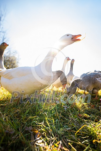 Beautiful geese (anser anser domesticus) enjoying a morning walk on a farm. Domestic goose. Goose farm. Beautiful geese (anser anser domesticus) enjoying a morning walk on a farm. Domestic goose. Goose farm.