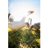 Beautiful geese  (anser anser domesticus) enjoying a morning walk on a farm. Domestic goose. Goose farm.